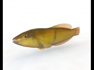 yellow head wrasse fish low poly 3D Model