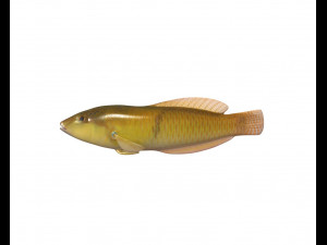 yellow head wrasse fish low poly 3D मॉडल