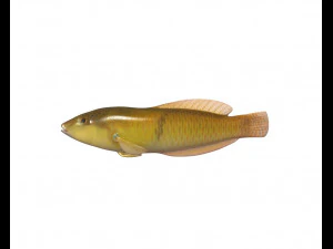 yellow head wrasse fish low poly 3D Model