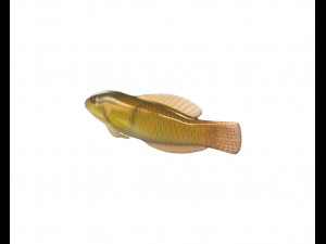 yellow head wrasse fish low poly 3D मॉडल