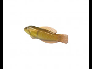 yellow head wrasse fish low poly 3D Model
