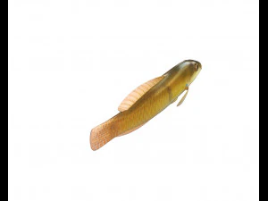 yellow head wrasse fish low poly 3D Model
