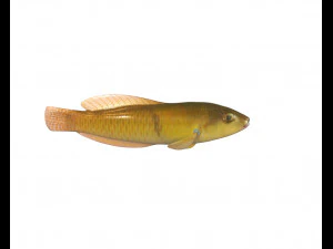 yellow head wrasse fish low poly 3D Model