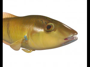 yellow head wrasse fish low poly 3D Model