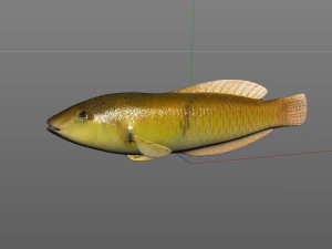 yellow head wrasse fish low poly 3D Model