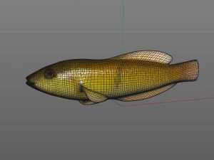 yellow head wrasse fish low poly 3D Model