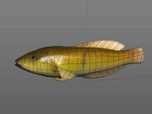 yellow head wrasse fish low poly 3D Model