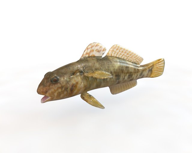 frillfin goby fish low poly 3D Model .c4d .max .obj .3ds .fbx .stl .blend 