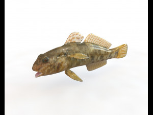 frillfin goby fish low poly 3D Model