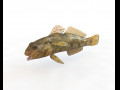 Frillfin goby Fish Low Poly 3D Model
