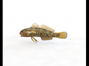 frillfin goby fish low poly 3D Model
