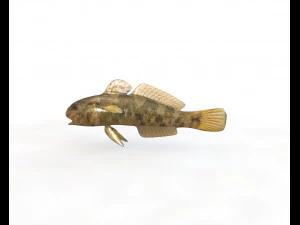 frillfin goby fish low poly 3D Model
