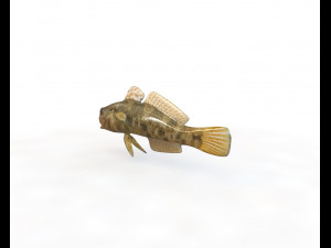 frillfin goby fish low poly 3D Model