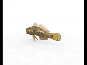 frillfin goby fish low poly 3D Model