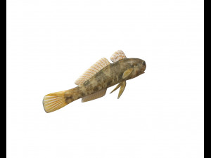 frillfin goby fish low poly 3D Model