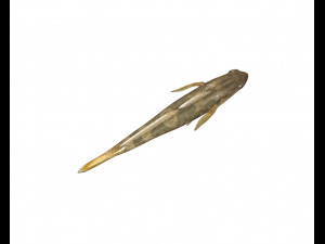 frillfin goby fish low poly 3D Model