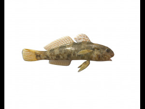 frillfin goby fish low poly 3D Model