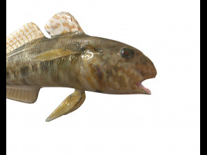 frillfin goby fish low poly 3D Model