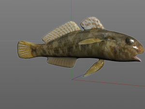 frillfin goby fish low poly 3D Model