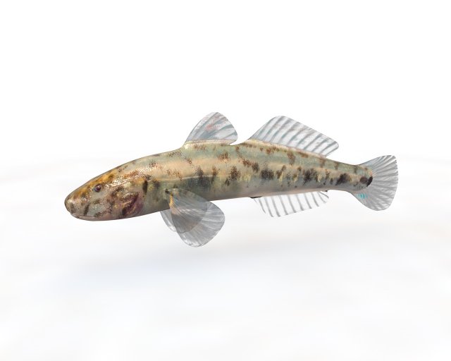 gobiidae river goby awaous banana fish low poly Model 3D .c4d .max .obj .3ds .fbx .stl .blend 