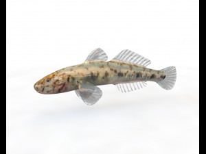 gobiidae river goby awaous banana fish low poly 3D Model