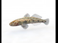 Gobiidae River goby Awaous banana Fish Low Poly 3D Model
