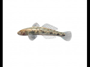 gobiidae river goby awaous banana fish low poly Model 3D