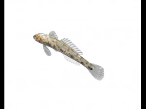 ハゼ科 川 ハゼ 目を覚ます バナナフィッシュ 低ポリ 3Dモデル