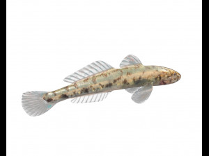 gobiidae river goby awaous banana fish low poly Model 3D
