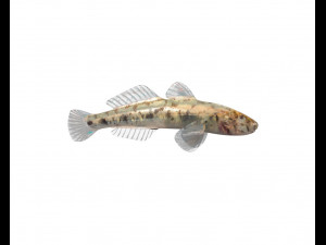 gobiidae river goby awaous banana fish low poly Model 3D