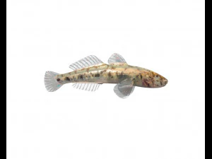 ハゼ科 川 ハゼ 目を覚ます バナナフィッシュ 低ポリ 3Dモデル