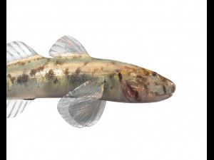 gobiidae river goby awaous banana fish low poly Model 3D
