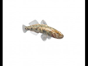 gobiidae river goby awaous banana fish low poly Model 3D