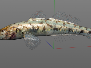 gobiidae river goby awaous banana fish low poly Model 3D