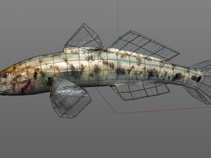gobiidae river goby awaous banana fish low poly Model 3D