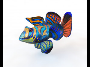 mandarin dragonet goby fish low poly 3D Model