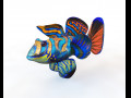 Mandarin Dragonet Goby Fish Low Poly 3D Model