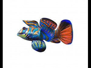 mandarin dragonet goby fish low poly 3D Model