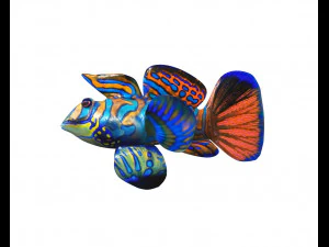 mandarin dragonet goby fish low poly 3D Model