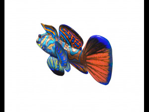 mandarin dragonet goby fish low poly 3D Model