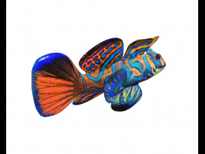 mandarin dragonet goby fish low poly 3D Model