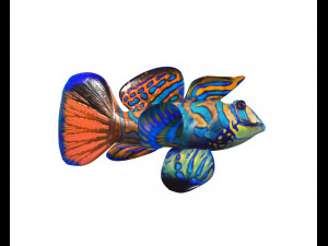 mandarin dragonet goby fish low poly 3D Model