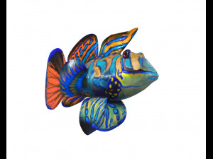 mandarin dragonet goby fish low poly 3D Model