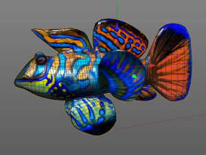 mandarin dragonet goby fish low poly 3D Model