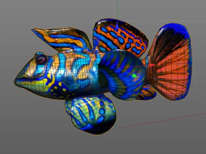 mandarin dragonet goby fish low poly 3D Model