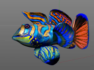 mandarin dragonet goby fish low poly 3D Model