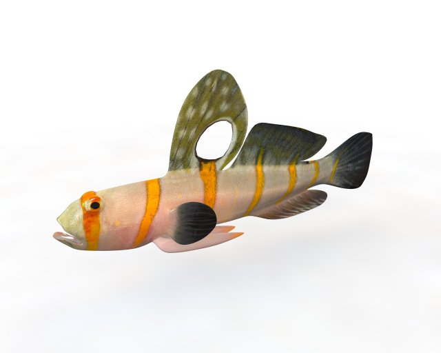 randalls goby fish low poly 3D Модель .c4d .max .obj .3ds .fbx .stl .blend 