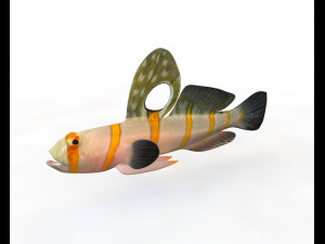 randalls goby fish low poly 3D Model