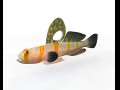 Randalls Goby Fish Low Poly 3D Model