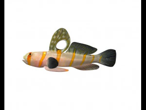 randalls goby fish low poly 3D Model